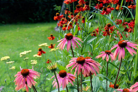 Rudbeckia, röllika och solbrud – torktåliga perenner som blommar i soliga och torra lägen, perfekta för rabatt, trädgård, uteplats och balkong.