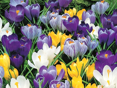 Blandade botaniska krokus i lila, vita och gula toner – vårkrokus (Crocus vernus), bägarkrokus och strimkrokus; tidigblommande färgklick i trädgården som gynnar bin och humlor
