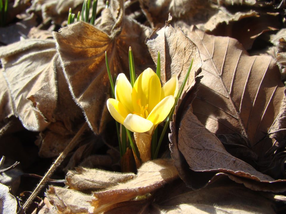 Vår trädgård enligt Katarina Kihlberg (Odla.nu): klipp ner perenner, förbättra jorden med kompost/kogödsel, plantera dahlia och gladiolus, vårvårda gräsmattan och rensa ogräs.