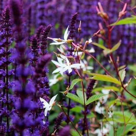 Stäppsalvia (skogssalvia) tillsammans med Gillenia i perennrabatt – perenner som snittblommor för soligt läge, lång blomning, perfekta i bukett och lockar pollinatörer i trädgården