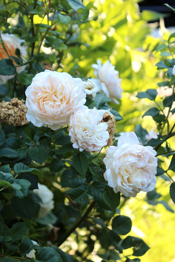 Crocus Rose – Austinros i sommarens prakt i halvskugga; remonterande ros och verkligt blickfång i rabatten. Deadheading ger fler blommor på rosorna hela säsongen.