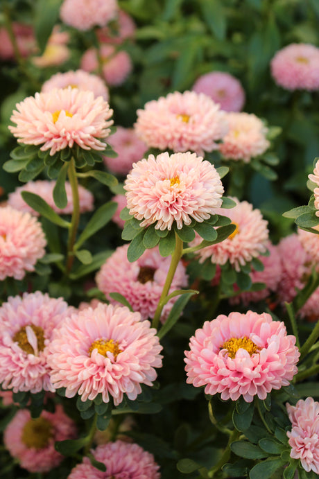Snittblomsodling i solig rabatt: rensa ogräs, förbättra jorden med planteringsjord och gödsel och plantera ettåriga blommor som rosenskära, zinnia, ringblomma, luktärt och solros för många buketter.