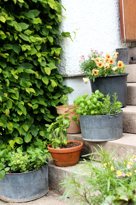 Variegerad oregano i kruka – flerårig, torktålig ört för köksträdgård, pallkrage och balkong; odla örter på liten yta tillsammans med timjan, basilika, dill, persilja och mynta