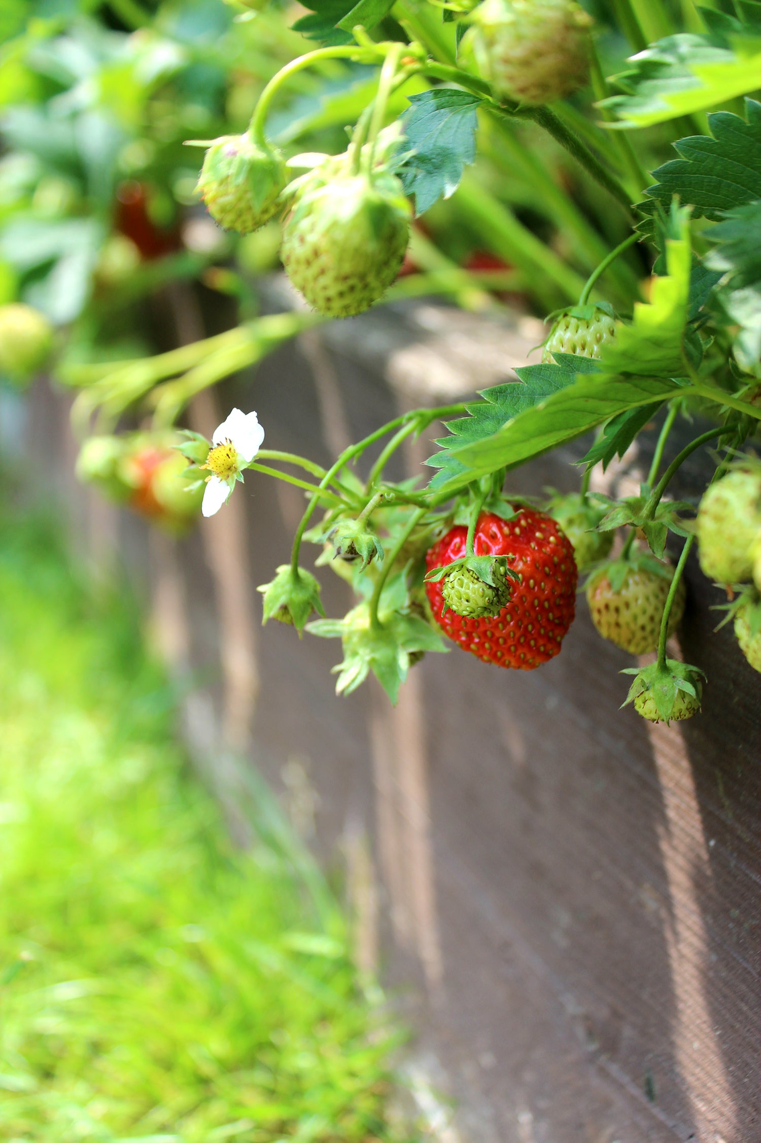 Närbild av mogna jordgubbar (Fragaria x ananassa) i solig odling – sådd och plantering i pallkrage, revande plantor, halmtäckning och rätt gödsling
