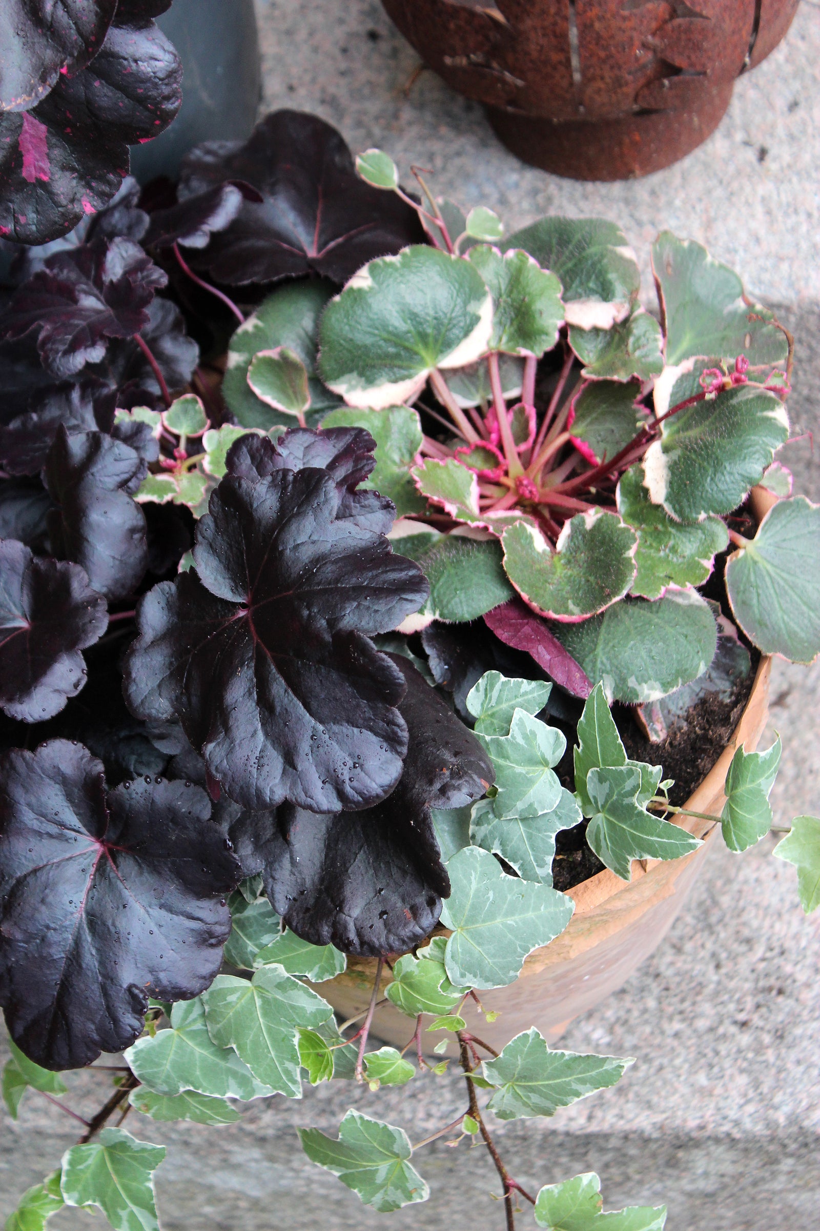 Höstkruka med Arons skägg ‘Tricolor’, alunrot ‘Obsidian’ och murgröna ‘Glacier’ – perenn basplantering för hållbara krukor året om.