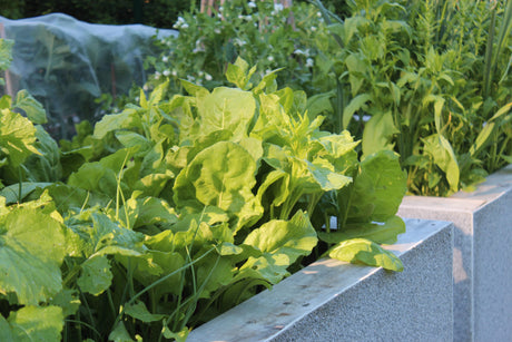 Odla bladgrönsaker: spenat, sallat, ruccola och asiatiska blad i pallkrage/kruka, samodlade i växthus och på friland – så i omgångar för lång skördesäsong.