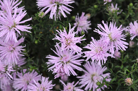 Aster novi-belgii 'Rosenquartz' – rosa höstaster (oktoberaster) med lång blomning på senhösten, ideal för solig rabatt och vacker som snittblomma.