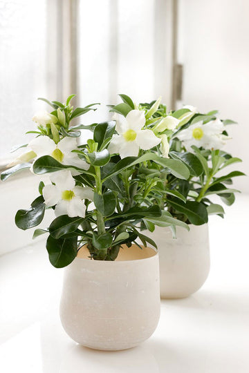 Ökenros – Adenium obesum med kraftig, bonsailiknande stam och riklig blomning; lättskött inomhusväxt för söder- eller sydvästfönster med direkt sol som tål värme och torka och skapar somrig blomsterprakt och grönska inomhus.