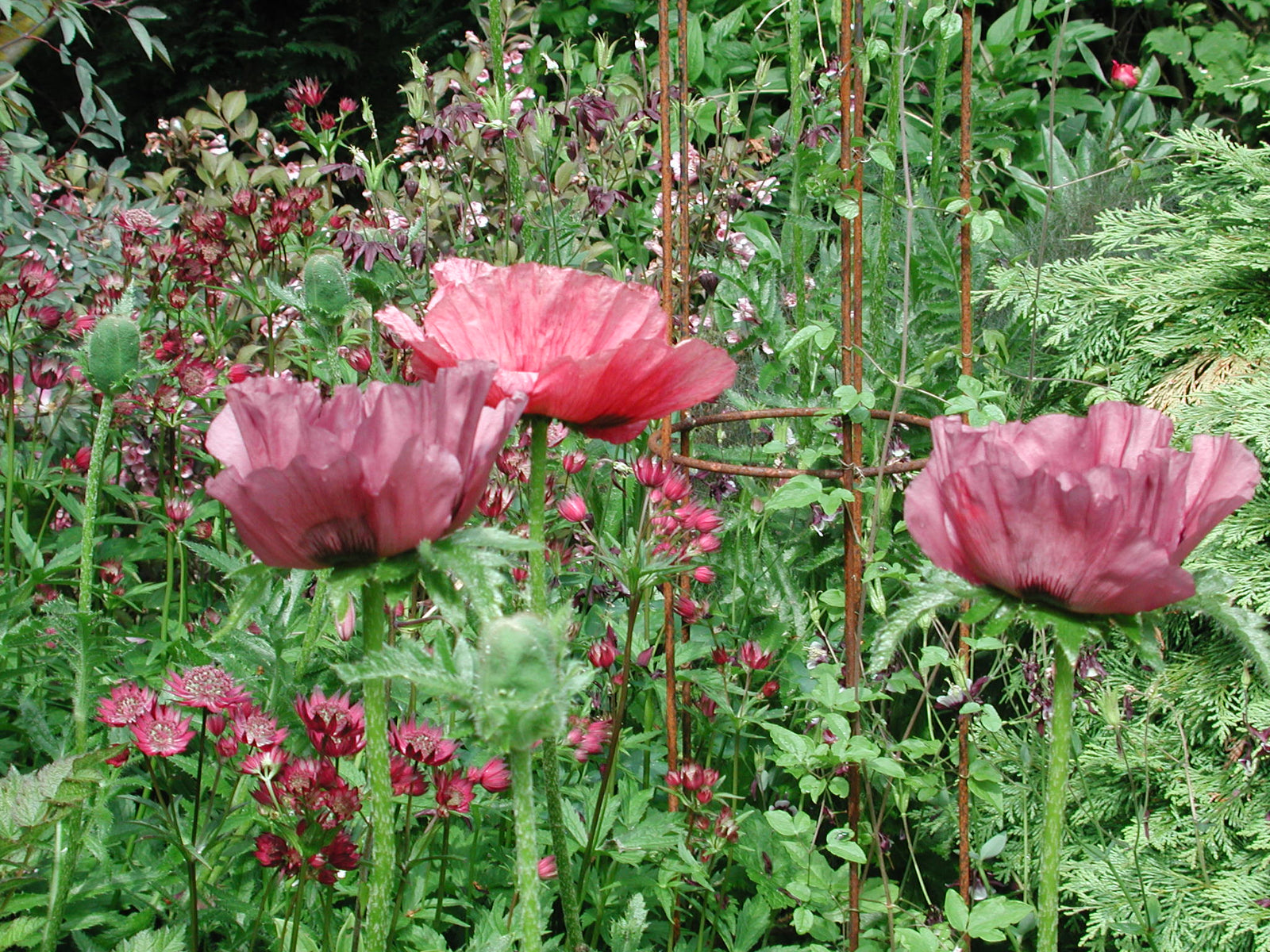 Dramatisk bladträdgård i Hjärupslund: perenner, prydnadsgräs och marktäckare – Ajuga reptans, Bergenia, Artemisia, Darmera peltata, Alchemilla mollis och Ophiopogon skapar struktur i grönt, silver och purpur.