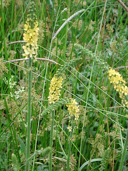 Småborre (Agrimonia eupatoria) i svensk ängsmark under De vilda blommornas dag – Naturskyddsföreningens blomstervandring i juni 2025 med fokus på vilda blommor, pollinatörer och biologisk mångfald.