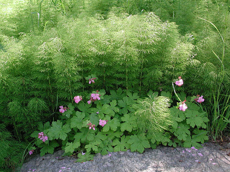 Åkerfräken i trädgården – rensa ogräs på miljövänligt sätt med jordbearbetning, täckodling, marktäckande växter och ogräsduk; ogräsättika på stenläggning.