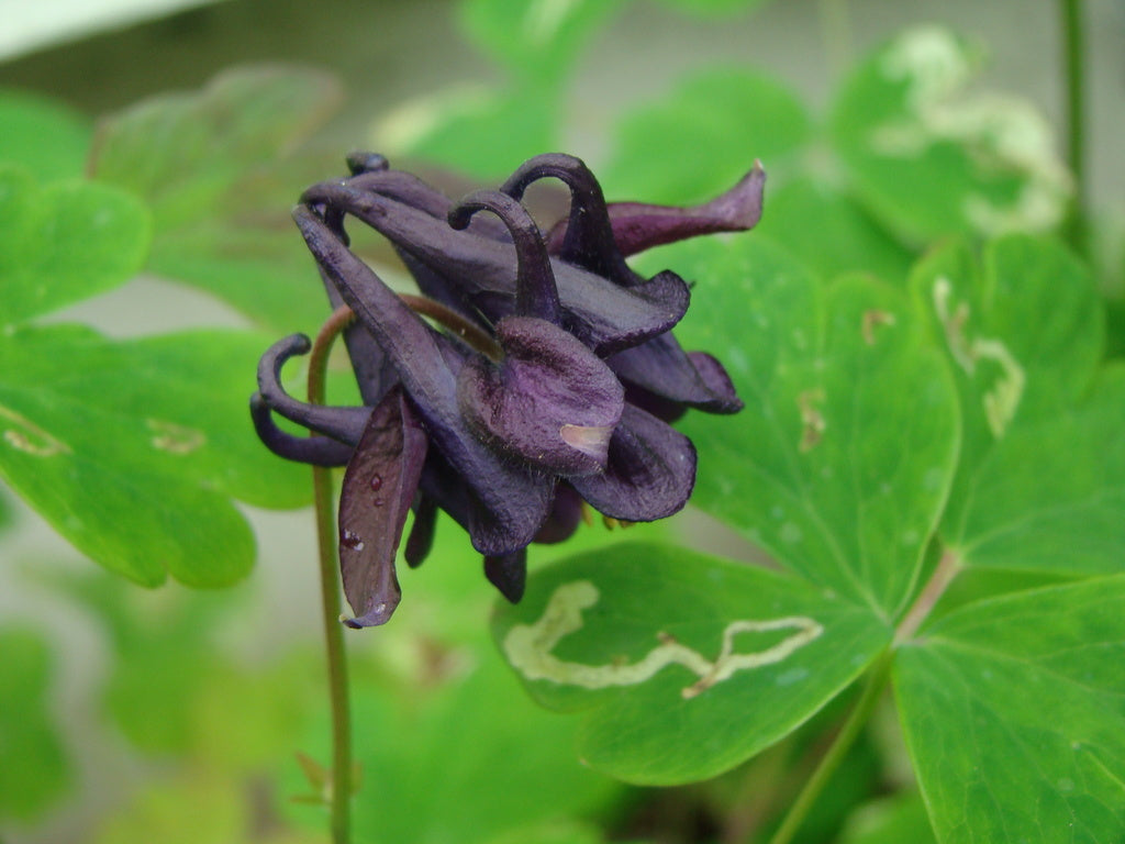 Minerarfluga på akleja: larvernas vita, slingrande gångar (bladminor) i aklejans blad på försommaren – kosmetisk skadebild, plocka bort angripna blad.