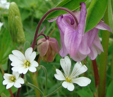 Rätt växt på rätt plats i svensk trädgård – härdighet och odlingszoner (Zon I–VIII), zonkarta, perenner A–D, träd och buskar, mikroklimat, sol/skugga, jordtyp, dränering och vindskydd i plantskola.