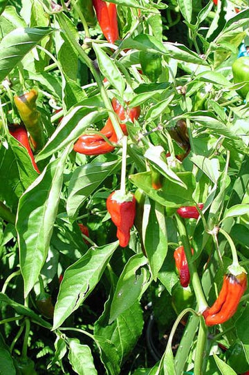 Albansk chili 'Slim Pim' – smal röd chilipeppar (Capsicum) för odling i kruka eller växthus i Sverige; het med hög Scovillegrad, rik på capsaicin
