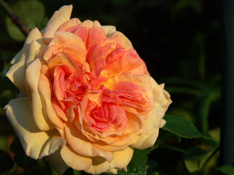 Rosa 'Alchymist' – doftande modern buskros/klätterros med stora, tätt fyllda blommor i guldgult, aprikos och koppar som glöder i kvällssolen; robust och härdig till zon 4.