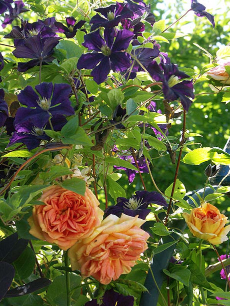Italiensk klematis (Clematis viticella) ’Etoile Violette’ ihop med klätterros ’Alchymist’ – robust, härdig klättrare för svenska trädgårdar; blåvioletta blommor, tål zon 4, blommar på årsskotten och kan beskäras hårt