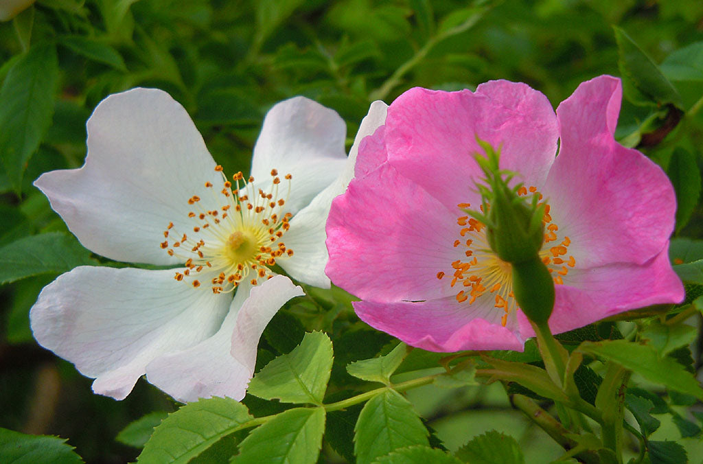 Åldrad och nyutslagen stenros som visar förändrad blomfärg vid åldrande; exempel från rosor där ympning, grundstam och vildskott kan påverka utseendet.