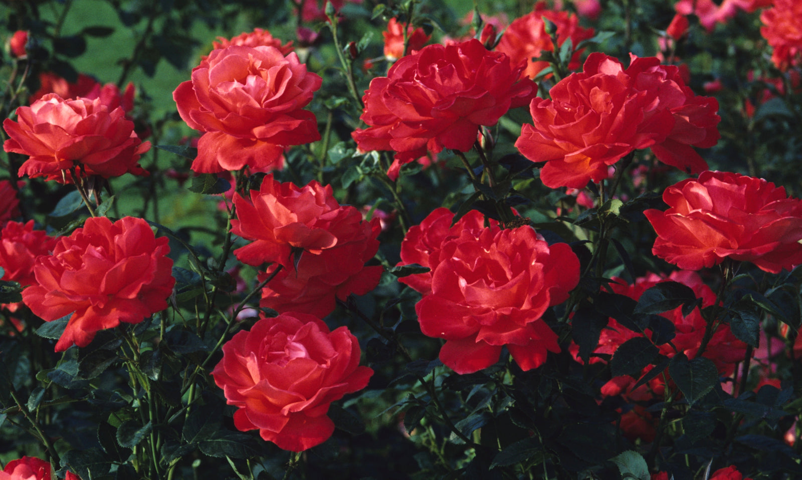 Alexander tehybridros med stora cinnoberröda blommor – finalist i Rosens Dag 2024. Frisk ros för svenskt klimat, härdig till zon 3; kräver god jord och noggrann beskärning.