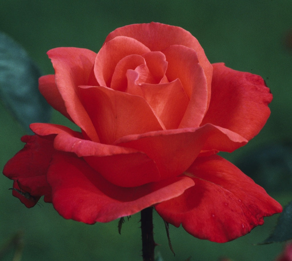 Rosens Dag 2024: 'Alexander' cinnoberröd tehybridros med stora blommor – kandidat till Årets Ros; frisk, härdig i zon 1–3 och odlingsvärd för svensk trädgård och rosodling i Sverige.