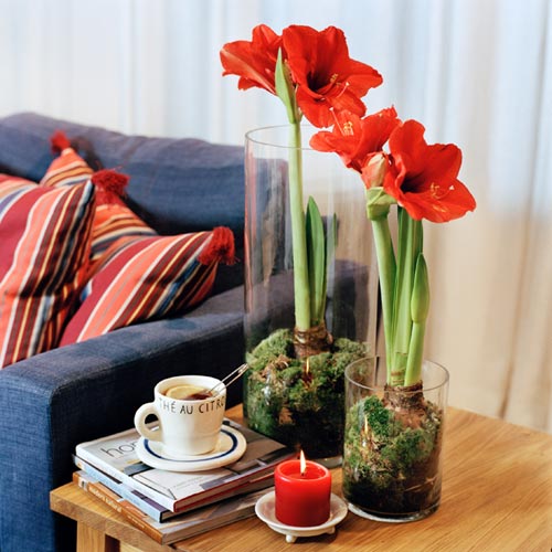 Amaryllis (Hippeastrum) i blom – pampig lökväxt i amaryllisväxter (Amaryllidaceae), populär jul- och adventsblomma som krukväxt och snittblomma; hybrider från Sydamerika/Holland med vinterblomning, enkel odling och skötsel.