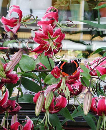 Amiral på praktlilja (Lilium speciosum/saronglilja) – orientaliska liljor i sensommarblom, doftande rosa-vinröda fläckiga blommor; härdig trädgårdsväxt som lockar pollinatörer.