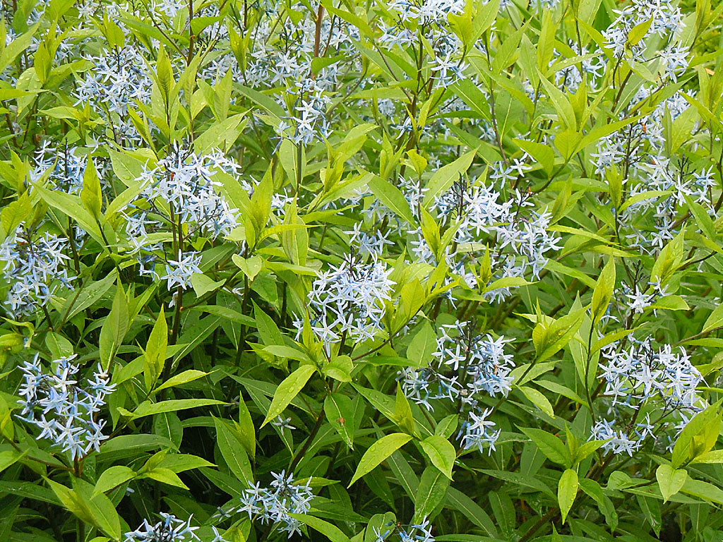 Amsonia 'Blue Ice' – isblå stjärnglans i perennrabatt; Amsonia tabernaemontana med stjärnformade blommor, lång blomning, gul höstfärg, rådjurssäker och pollinatörvänlig