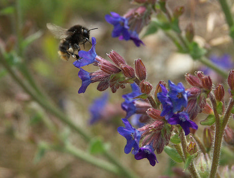 Anchusa azurea (blåeld) i svensk flora – Svenska Botaniska Föreningen, vilda växter, biologisk mångfald, botaniska vandringar och De vilda blommornas dag