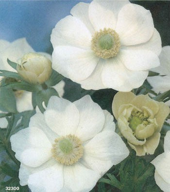 Bukettanemon 'The Bride' (Anemone coronaria) i blom i rabatt – odlingstips: blötlägg knölarna, plantera på våren i sandblandad, väldränerad jord, vattna sparsamt i kruka och övervintra svalt.