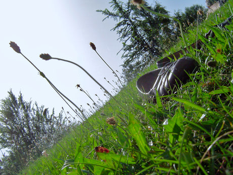 Blomsteräng i svensk hagmark med prästkrage, rödklöver, gulmåra och blåklint, full av pollinatörer som bin, humlor och fjärilar – en slåtteräng som gynnar biologisk mångfald.