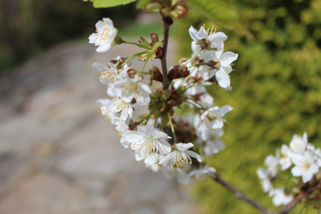 Anna Theorins körsbärsträd i maj i en 1930-talsträdgård, bland spontant kaos med kirskål, förgätmigej och pion – att släppa kraven och hitta trädgårdsglädje i Körsbärsgården.