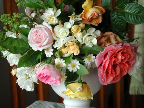 Annas rosor – höstplantering och skötsel av rosor i Sverige: barrotade och krukodlade okulerade rosor i lerhaltig, väldränerad jord (pH 5,5–6,0), rätt plantering med okuleringsstället 10–15 cm djupt samt beskärningstips för nybörjare.