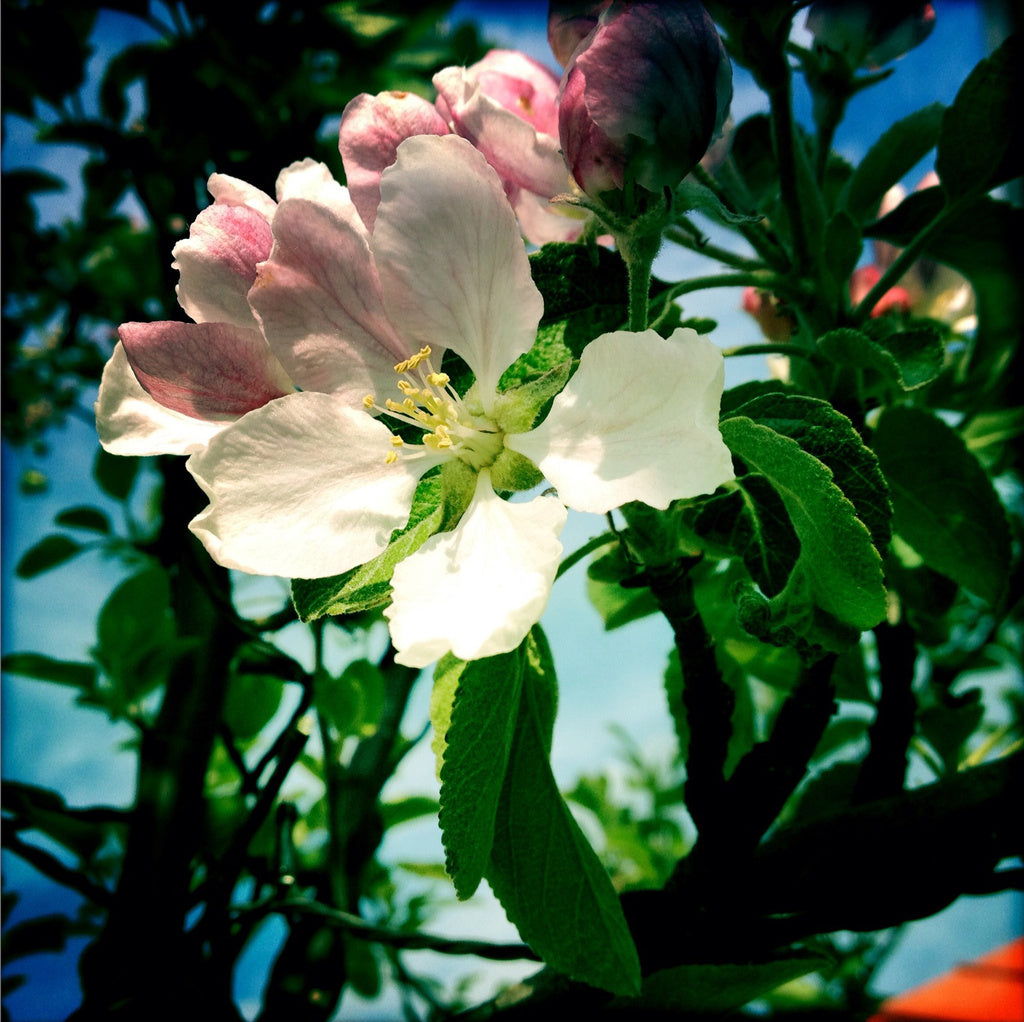 Apple blossoms on an Aroma apple tree in a small Swedish garden in Skåne—planting a tree for shade, dappled light, biodiversity, and autumn harvest