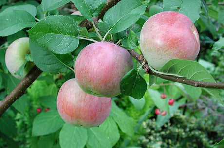 Äppelskörd från frisk fruktträdskrona – beskär unga äppelträd (kärnfrukt) rätt för god struktur och riklig fruktsättning.