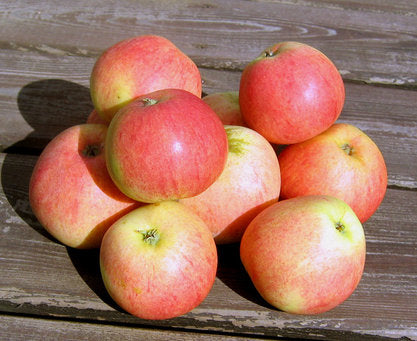 Allgott från SLU Balsgård – allergivänligt äpple för äppelallergi; låg halt av Mal d 1 i färska svenska äpplen, testat för björkpollenallergiker