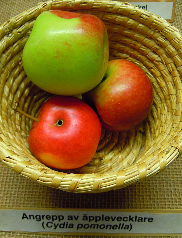 Äpplevecklarens larv borrar gång till kärnhuset i äpple – vanlig skadeinsekt på äpple och päron; förebygg med feromonfällor och sanering av nedfallen frukt.