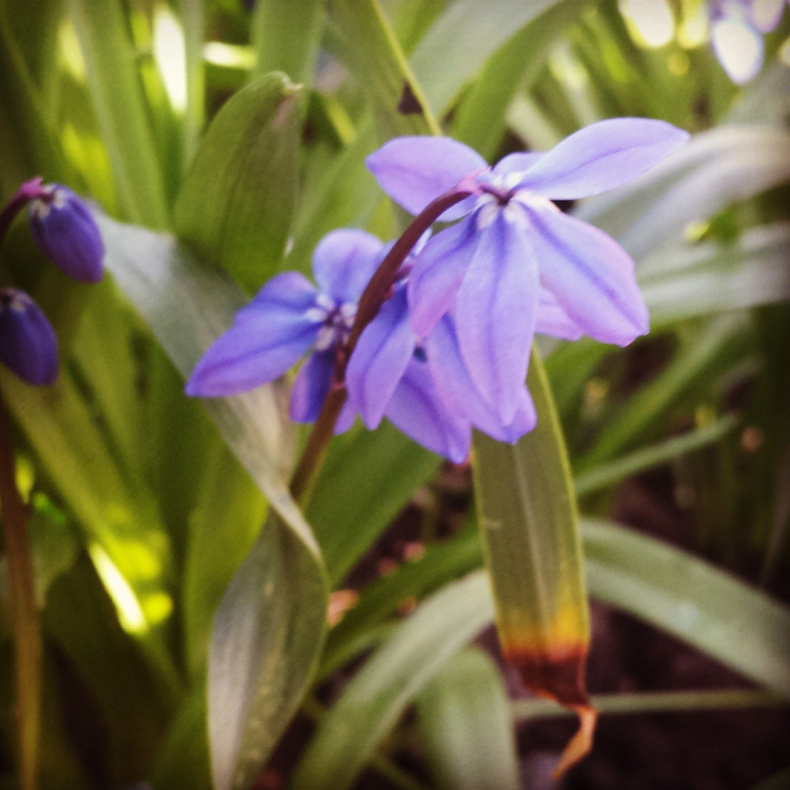 Ny rabatt i lerjord i april: lökar av krokus, påskliljor och tulpaner i blom, rabattros, perenner som akleja och rosenflockel; utfylld med ettåriga blommor som rosenskära och ringblomma. Förså perenner och plantera barrot tidigt.