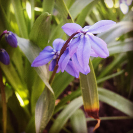 Ny rabatt i lerjord i april: lökar av krokus, påskliljor och tulpaner i blom, rabattros, perenner som akleja och rosenflockel; utfylld med ettåriga blommor som rosenskära och ringblomma. Förså perenner och plantera barrot tidigt.