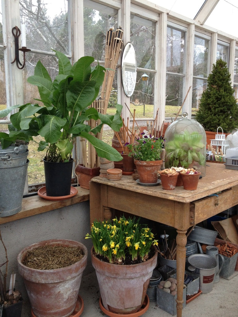 April i växthuset – nystädat och varmt, med odling och plantuppdrivning av tomater (kulturarvssorter), chili, aubergine, physalis samt dahlior, pelargoner och begonior.