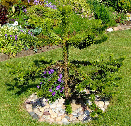 Apträd, brödgran (Araucaria araucana) i Torslanda – exotisk trädgård med Medelhavskänsla; köldtålig, vinterhärdig i svenskt klimat bland palmer som väderkvarnspalm (Trachycarpus fortunei) och medelhavsväxter