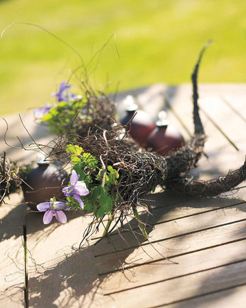 Akleja (Aquilegia) – gammaldags, klassisk perenn för romantiska trädgårdar; sommarblommande, tålig och lättskött, lockar pollinatörer och passar med lavendel, salvia, höstöga och riddarsporre.