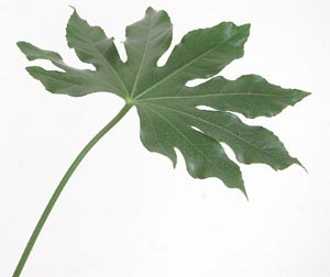 Aralia (Fatsia japonica) med stora gröna blad – allergivänlig krukväxt för inomhusmiljöer; lågt pollen och ingen stark doft, bra för allergiker.