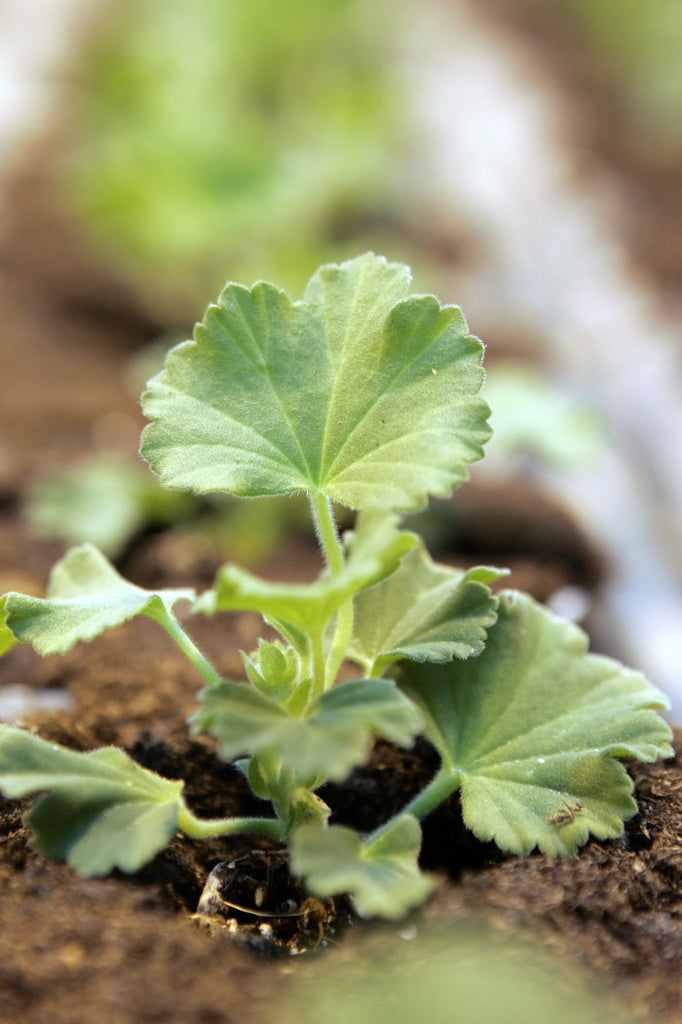 Årets Pelargon 2025 ‘Summer Twist Rose’ – stjärnpelargon med korallrosa stjärnblommor, riklig blomning och robust växtkraft, presenterad på Nordiska Trädgårdar i Stockholm av Blomsterfrämjandet; inspirerar svensk odling.