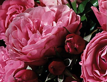 Årets Ros 2010 – Rosens Dag: rosexperternas nominerade, härdiga och friska rosor för svenska trädgårdar; buskrosor, klätterrosor och rabattrosor som Aimable Amie, Henry Hudson och Stanwell Perpetual.