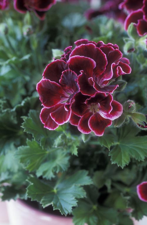 Engelsk pelargon (regal pelargon) Aristo Beauty i kruka – romantisk vinterfavorit; inspiration, dekoration och skötselråd för pelargoner inomhus.