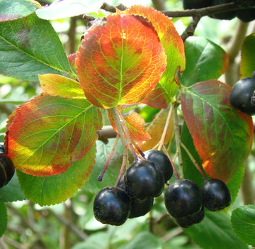 Aroniabär på buske med röda höstblad – näringsrika superbär rika på antioxidanter och pektin, idealiska för sylt, saft, gelé, marmelad och vin samt till smoothies, torkning och infrysning; lättodlad aronia för svensk trädgård och naturlig livsmedelsfärg.