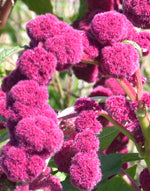 Nya ett- och tvååriga blomsterfrö