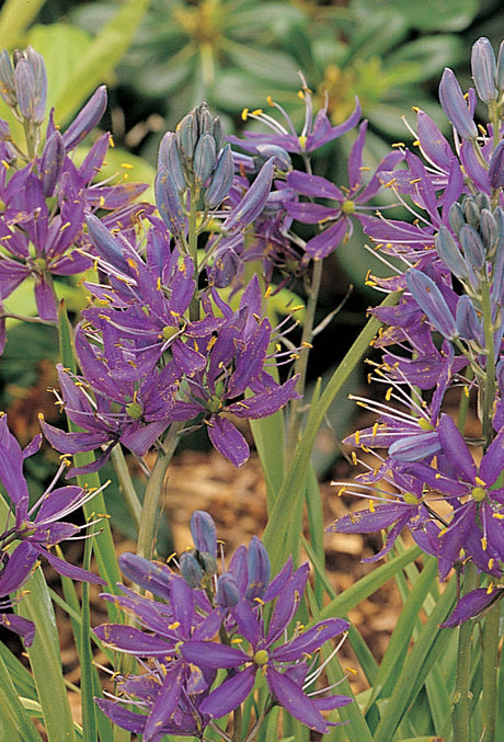 Ätlig stjärnhyacint, Camassia quamash 'Blue Melody' – mörkblå stjärnformade blommor och gulkantade smala blad i skuggträdgård; vårblommande lökväxt som blommar i maj–juni. Mästarrabatten 2008: Ormbunkar & Vänner, design Henrik Morin.