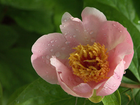 Praktfull luktpion (Paeonia lactiflora) i blomning i solig trädgård – doftande försommarblommande perenn; planteras grunt i väldränerad, näringsrik jord.