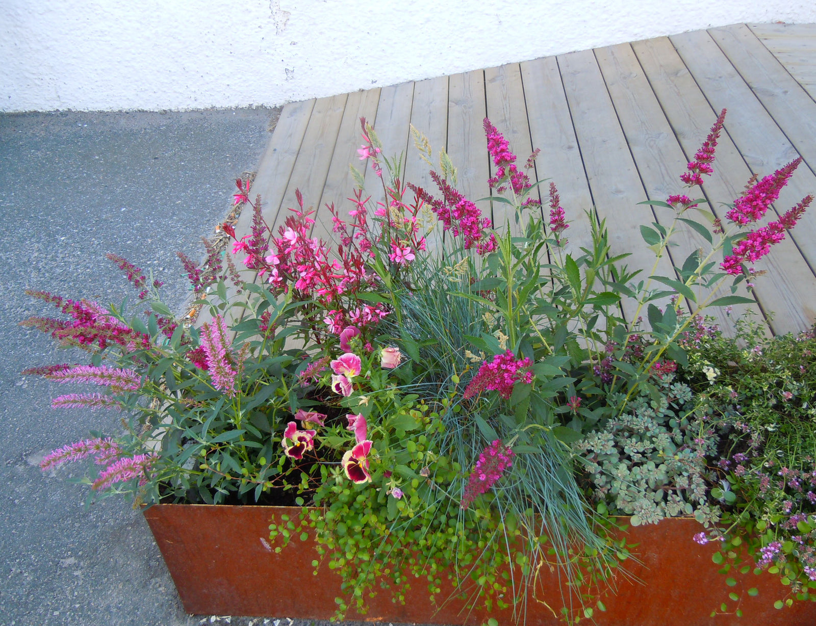 Balkonglåda i rostig plåt med sommarblommor – rätt kruka och grund: bottenhål för dränering, lecakulor och U-jord med långtidsverkande gödning för lyckad plantering på balkong.