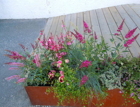 Balkonglåda i rostig plåt med sommarblommor – rätt kruka och grund: bottenhål för dränering, lecakulor och U-jord med långtidsverkande gödning för lyckad plantering på balkong.
